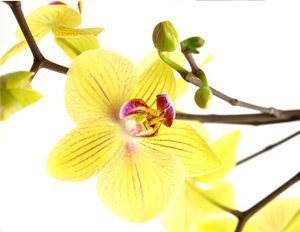 Yellow Orchids