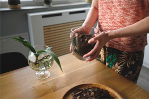 Orchid Care for Beginners Step #2: Pick an orchid pot.