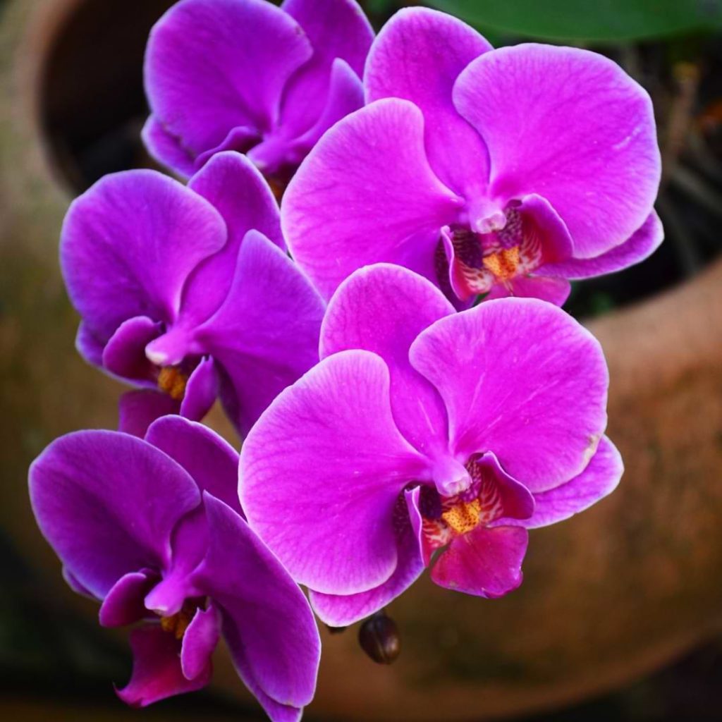 How Long Do Orchids Live