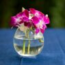 Orchid-Stem-in-Water