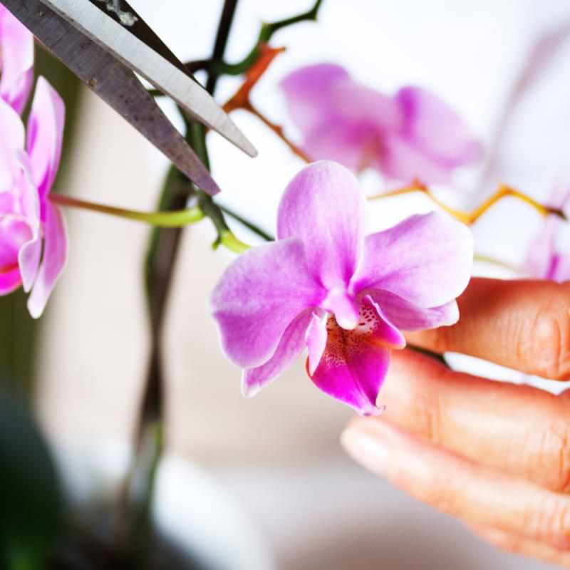 Do you have to throw out and replace orchids every year? How well do they continue growing indoors and how long do orchids live? 