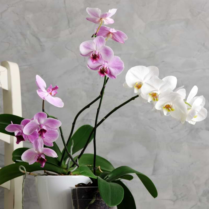 Do you have to throw out and replace orchids every year? How well do they continue growing indoors and how long do orchids live? 