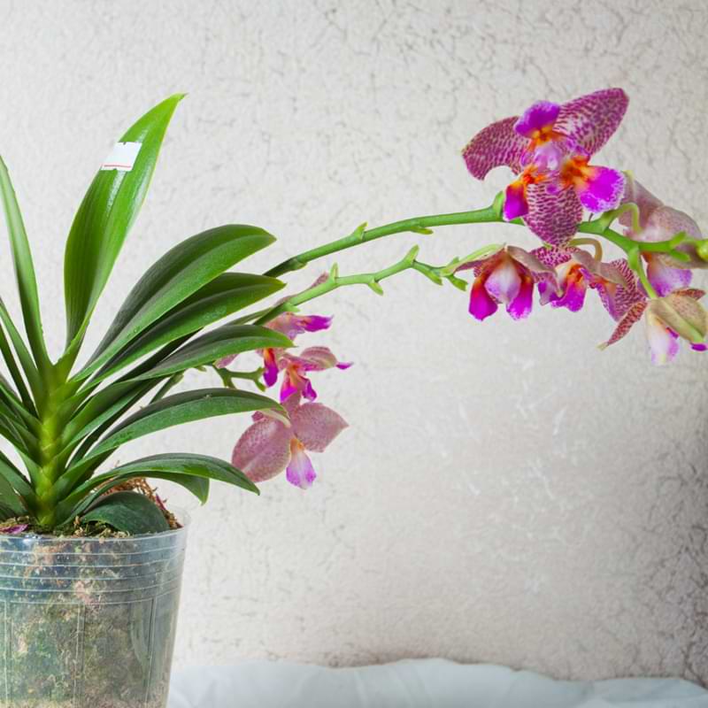 Orchid Stem In Water from Cutting