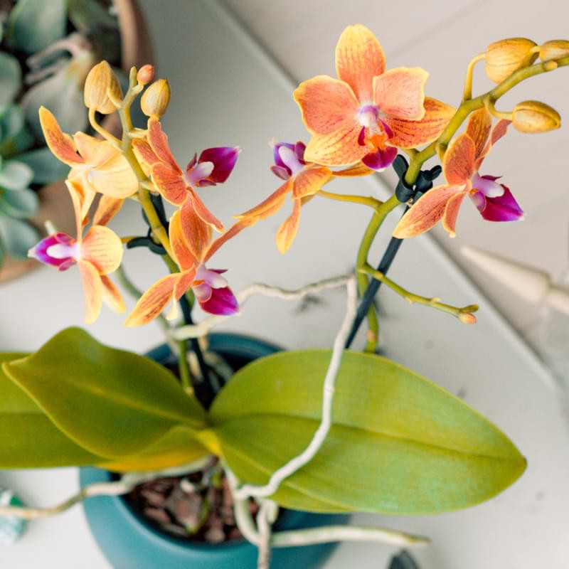 Trying to repot an orchid with air roots may seem intimidating. The process is as easy as repotting an orchid without air roots.