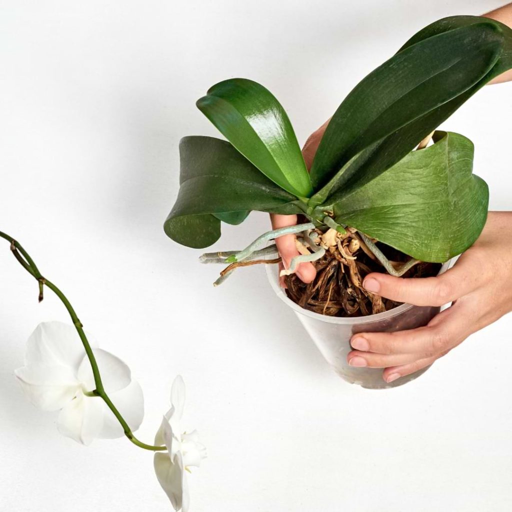 Repot Phalaenopsis Orchids
