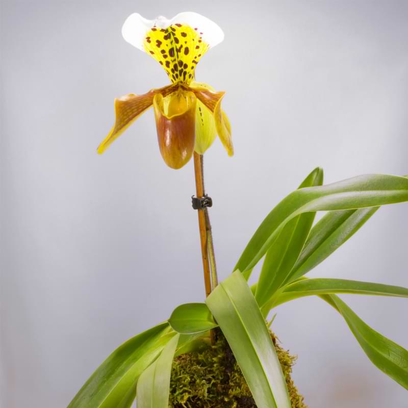 Mounting Orchid Tips