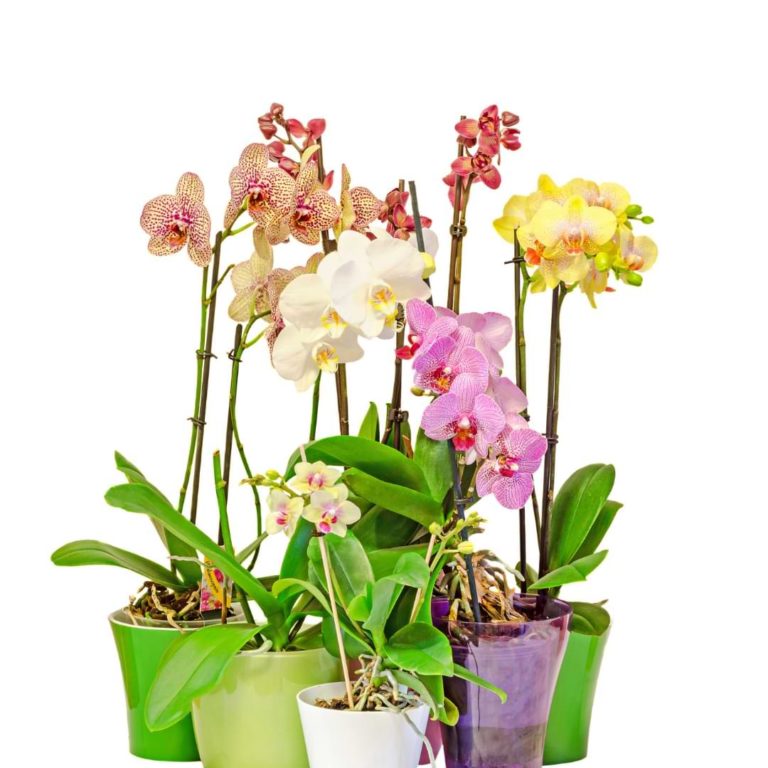 Orchid Identification Chart by Orchid Type