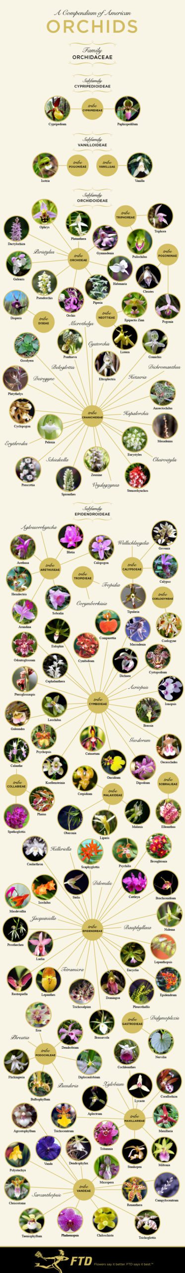 compendium of orchids