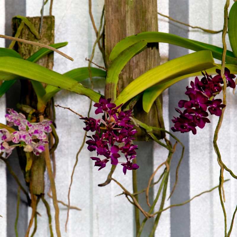 Hanging Orchids