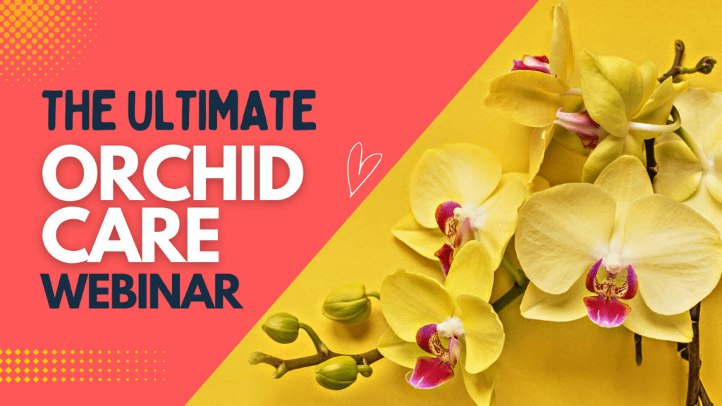 orchid care webinar