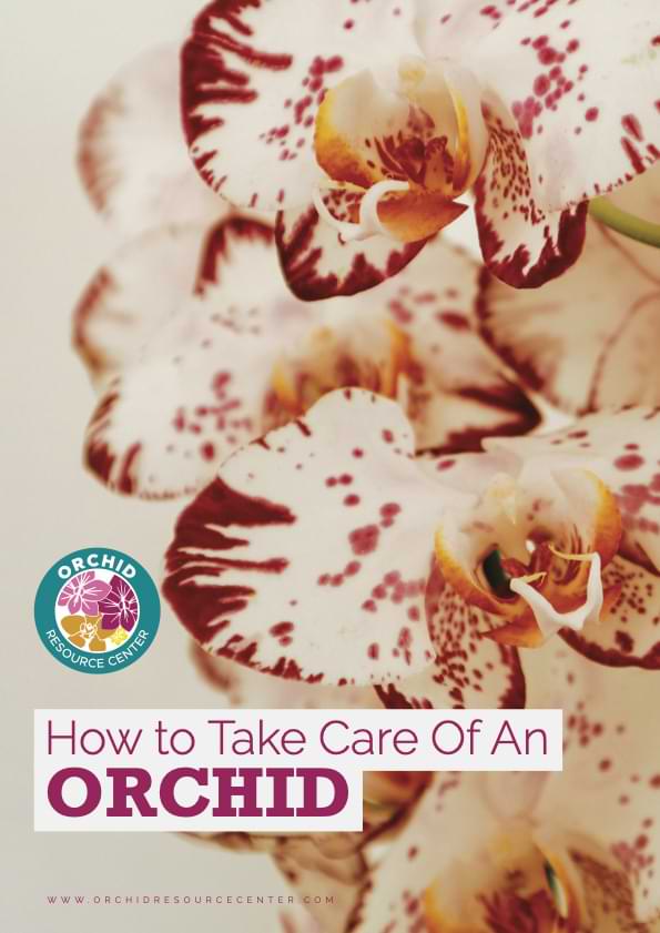 Orchid-Plant-Care-Ebook