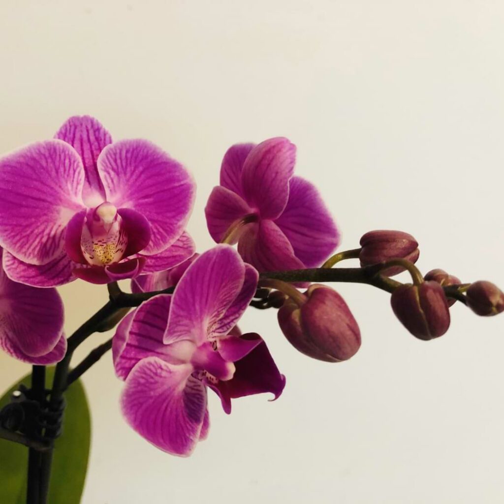 Life Cycle of an Orchid