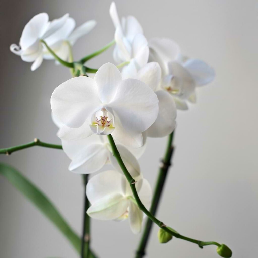 Orchid Sunburn