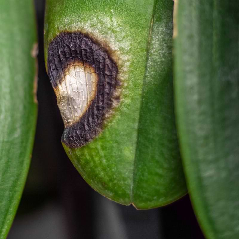 Orchid Sunburn