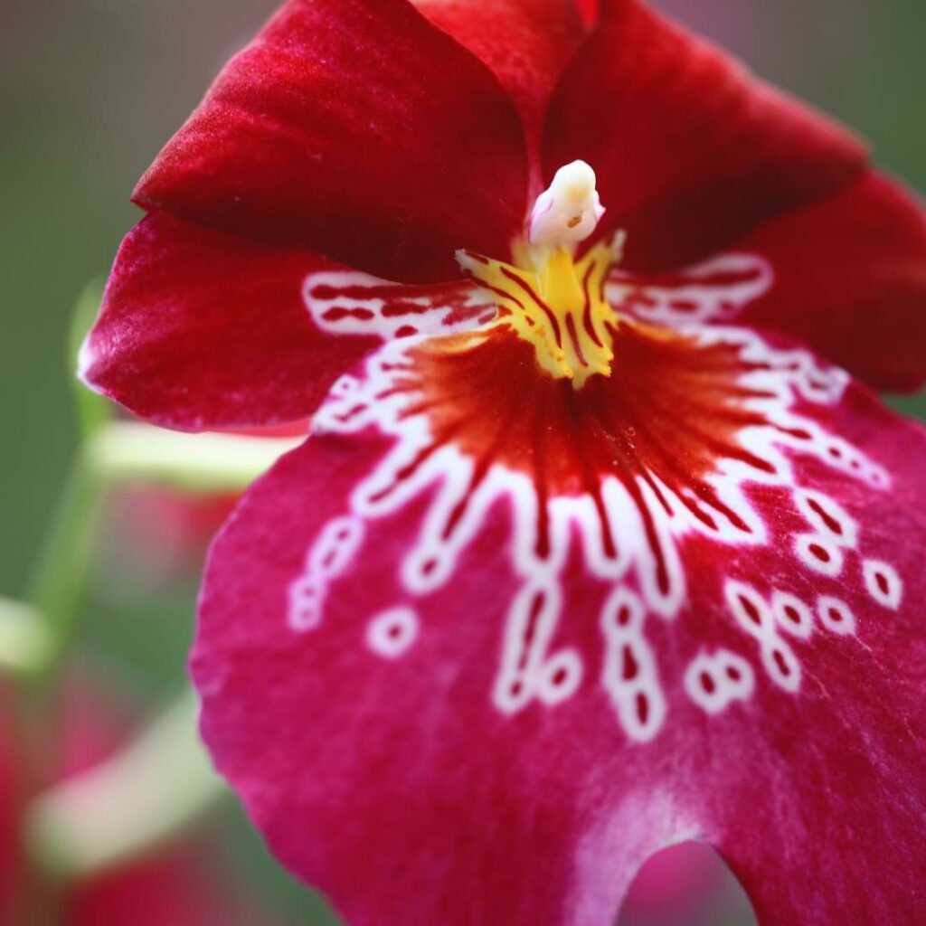Miltonia Orchid Care