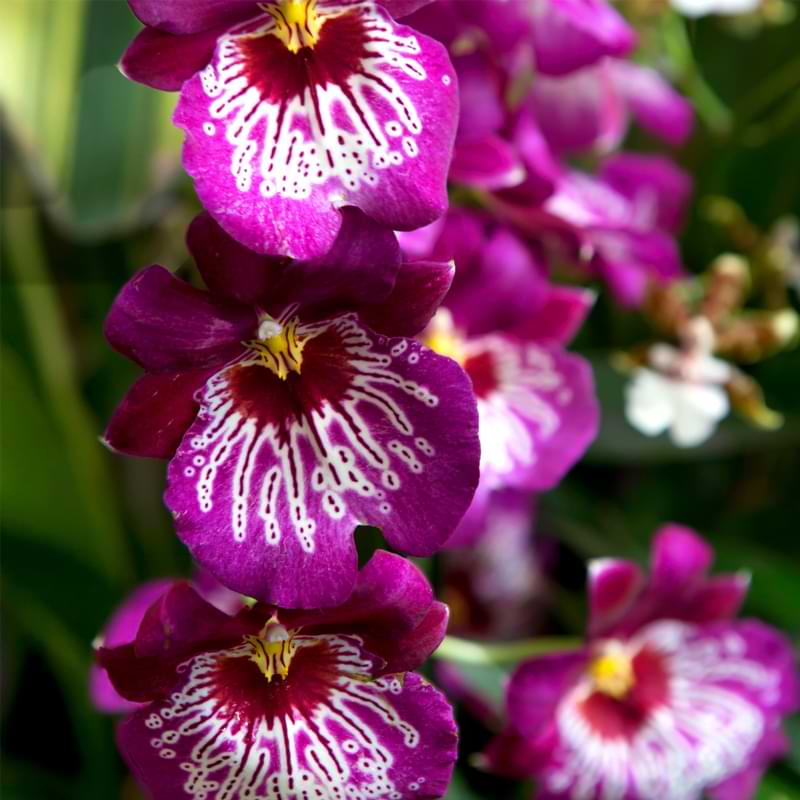 Miltonia Orchid Care