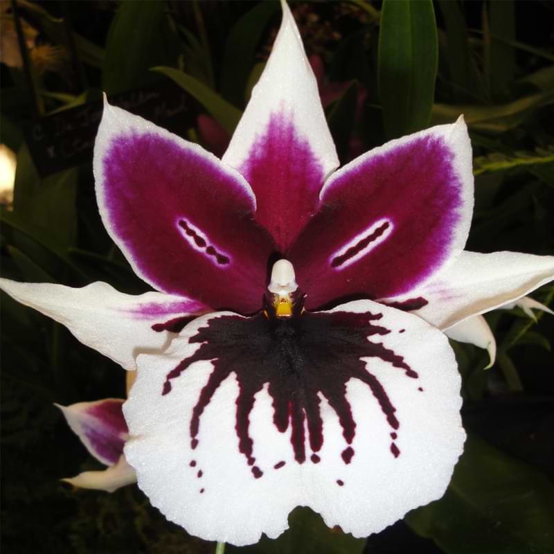 Miltonia Orchid Care
