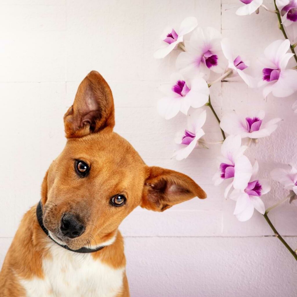 Are Orchids Poisonous to Dogs