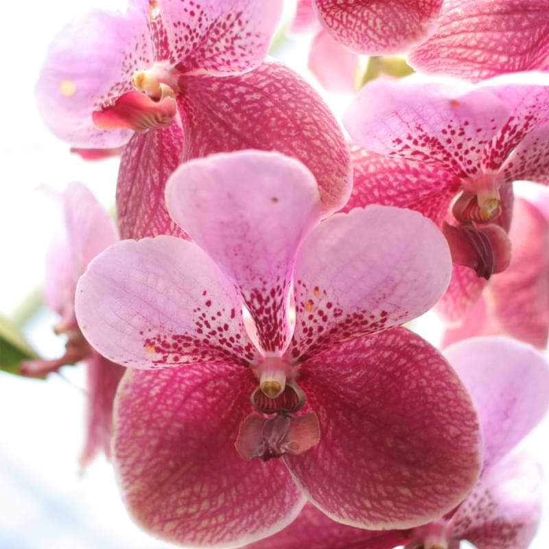Vanda Orchid Care
