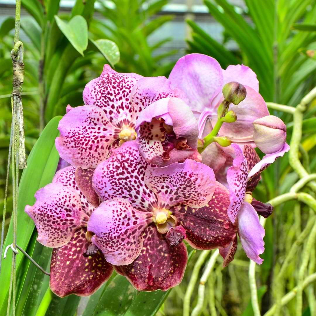 Vanda Orchids Care And Grow Guide Orchid Resource Center