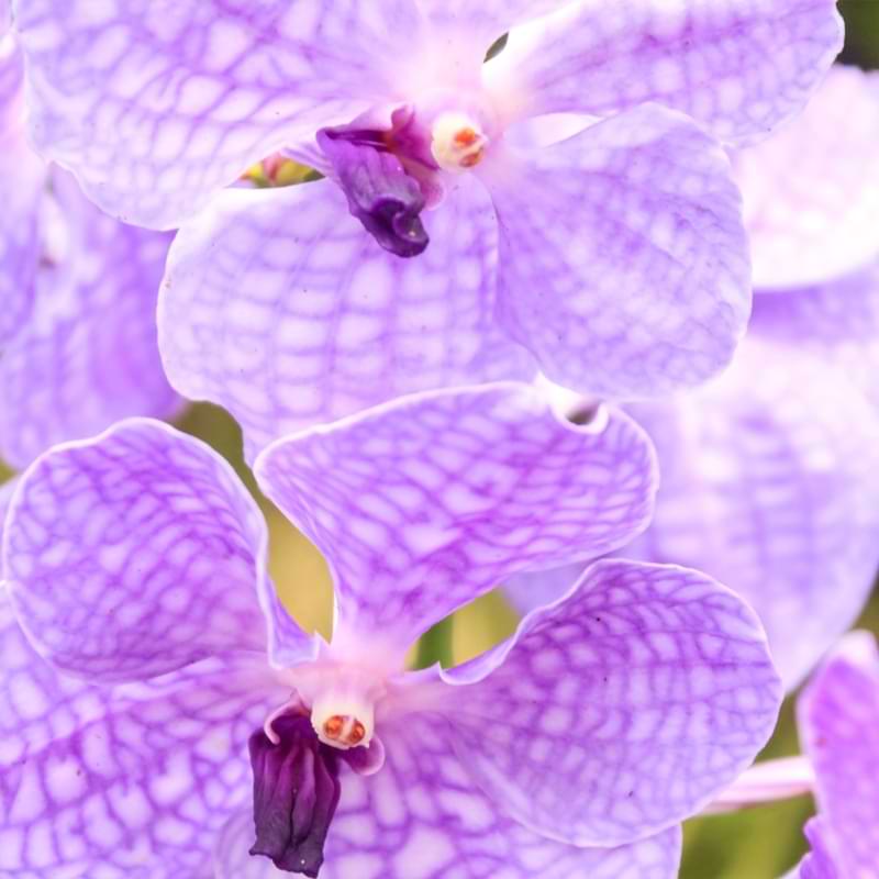 Vanda Orchid are