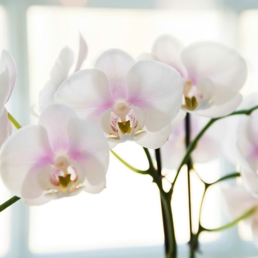 where to cut orchid stem