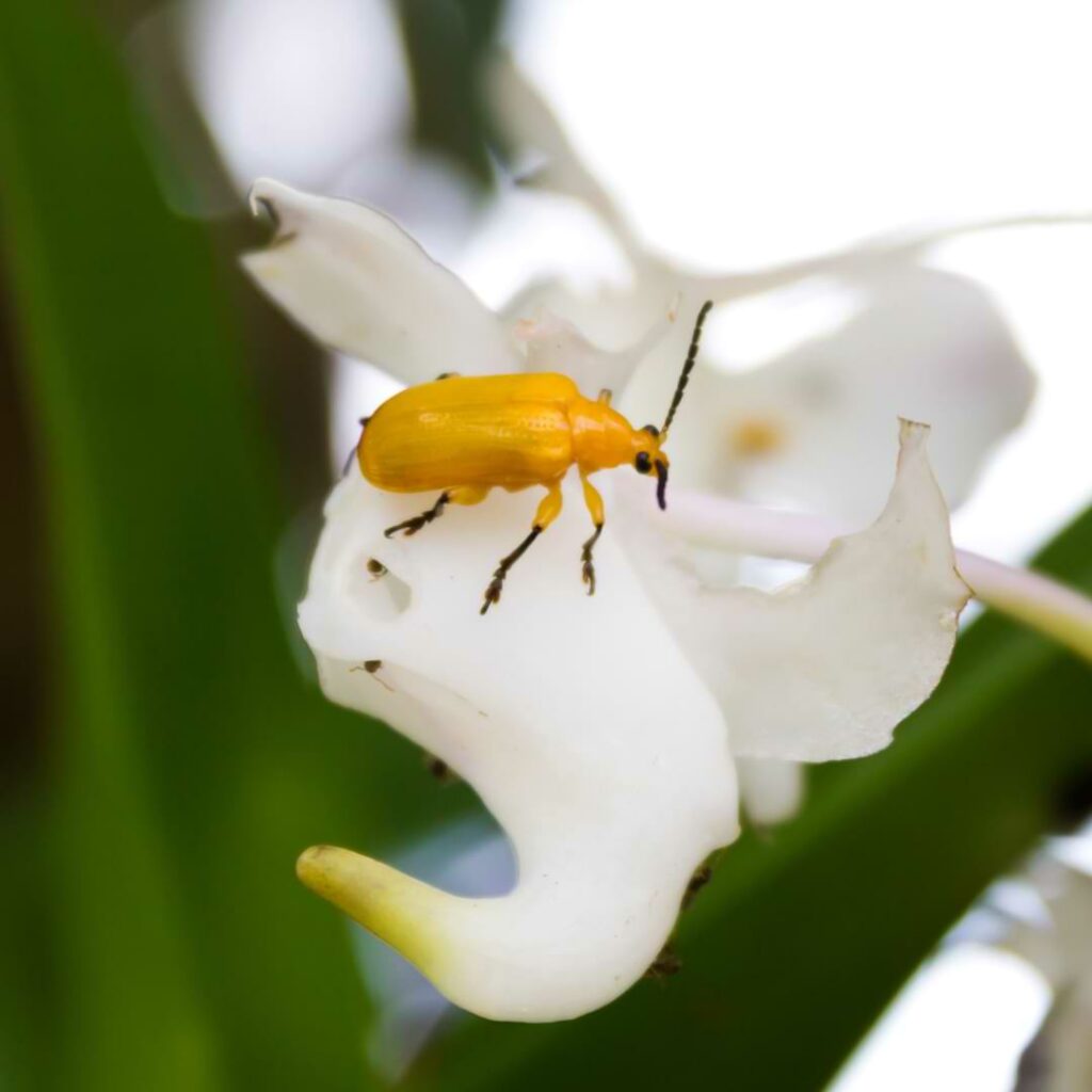 orchid pests