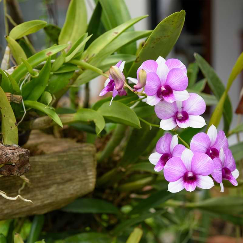Growing outdoor orchids requires specific care and attention to ensure they flourish in their new environment.
