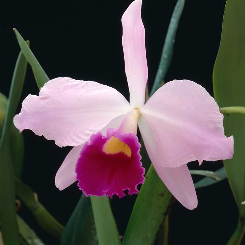 Learn more about cattleya orchid care in this care and grow guide. These orchids are known for their vibrant colors and delicate fragrance
