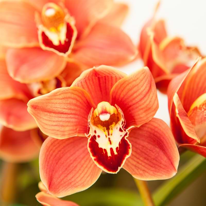 In this step-by-step guide, we'll explore different types of orchids and their blooming schedules with a guide to get orchids to rebloom.