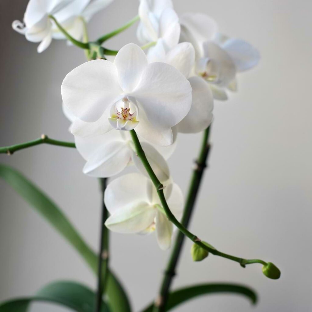 orchid rebloom