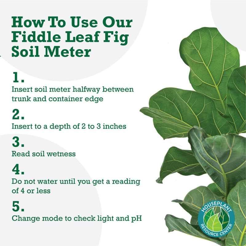Fiddle Leaf Fig Plant Food Moisture Meter