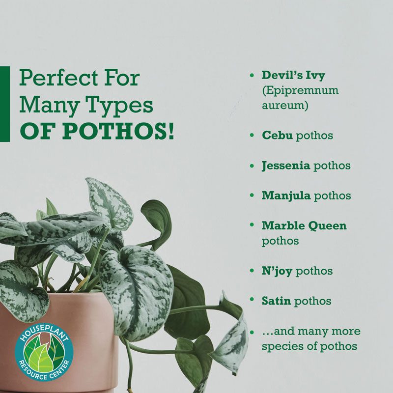 Pothos Fertilizer