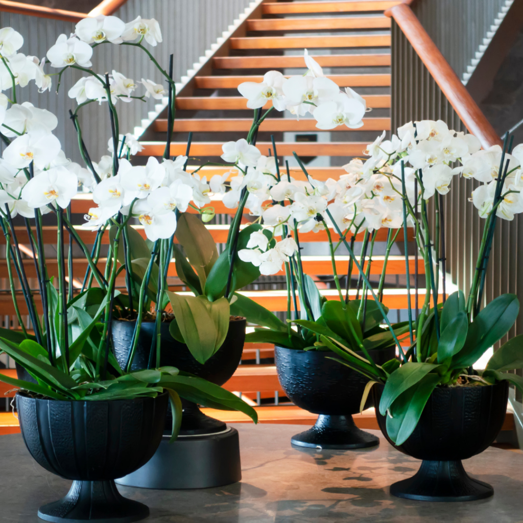 Ready to turn beautiful orchids into a stunning centerpiece? Read our guide for the five-step process to creating stunning orchid arrangements!