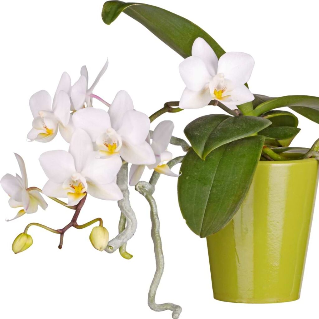 Get all the answers to “Why is my orchid stem turning why?” from experts at the Orchid Resource Center. Learn more now!