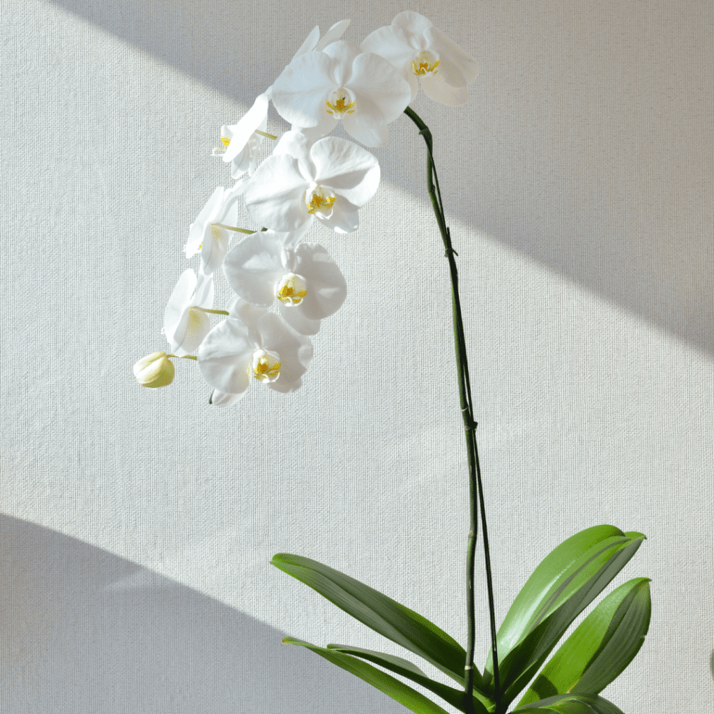 Get all the answers to “Why is my orchid stem turning why?” from experts at the Orchid Resource Center. Learn more now!