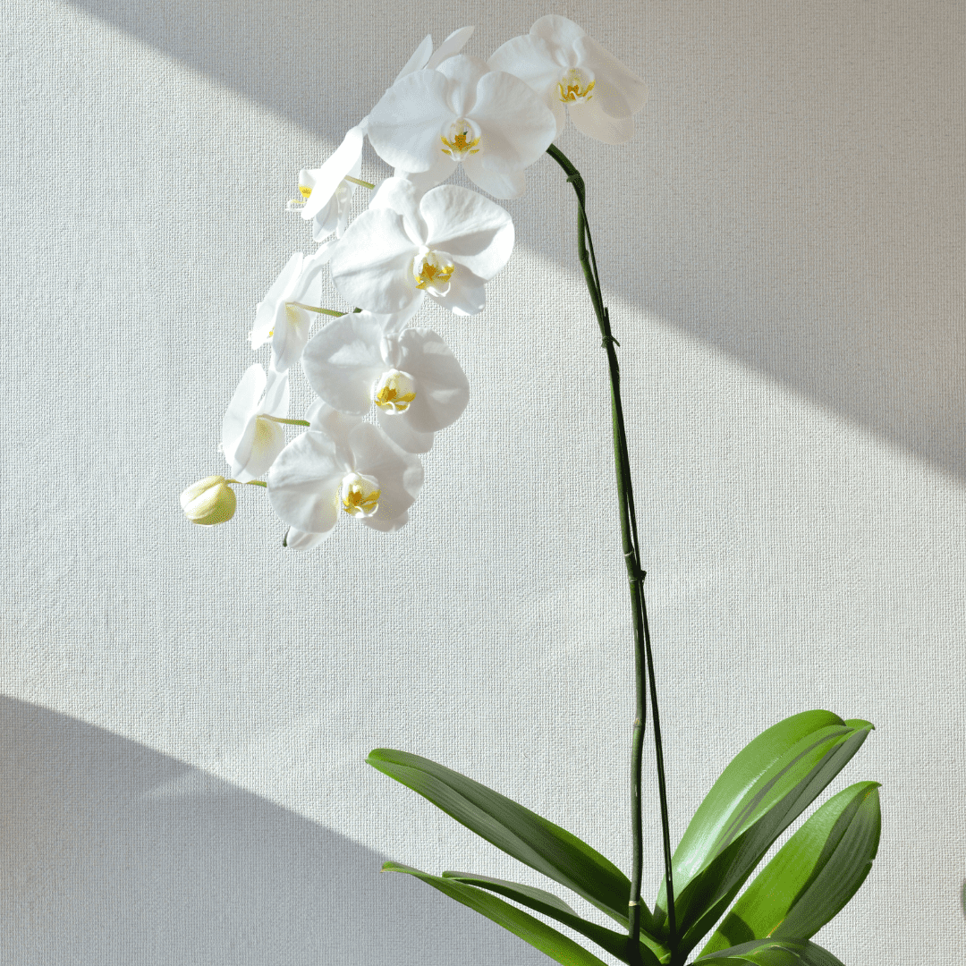 Orchid Stem Turning White? Here’s How To Fix It