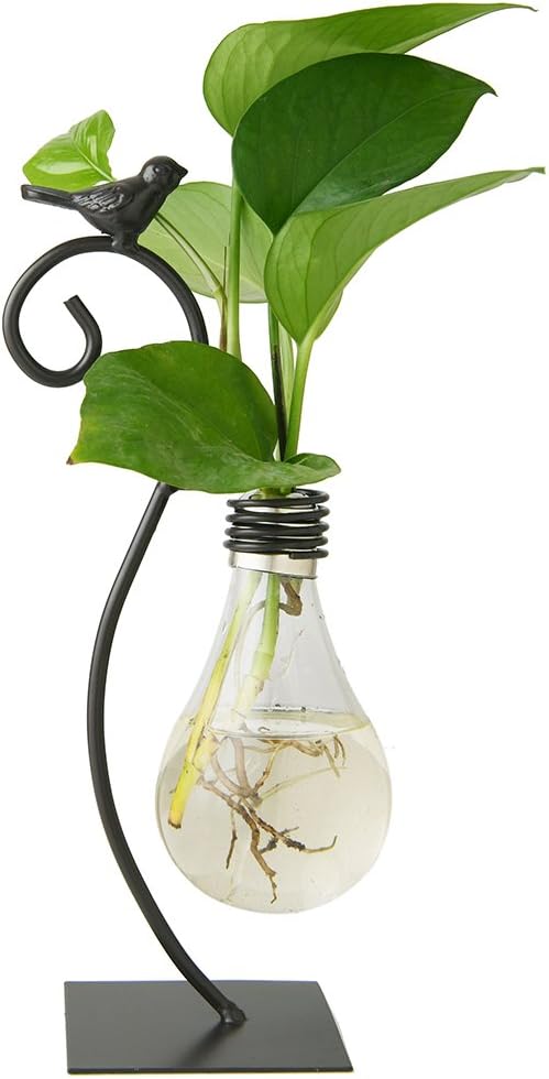 Need something for the orchid lover in your life? Check out our best orchid gift ideas perfect for holidays, special occasions, or just to show you care.