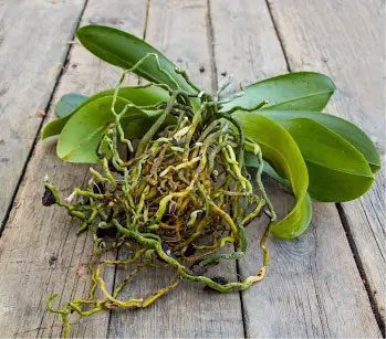 Orchid Propagation Made Easy: 5 Ways to Grow a New Orchid