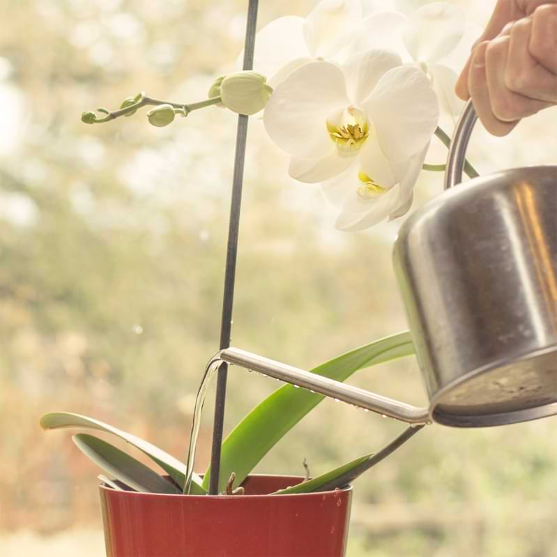 Unsure about your orchid watering routine? Read how often to water orchids and ensure happy, healthy, and hydrated plants year round.