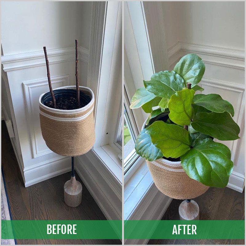 Fiddle Leaf Fig Rescue Drops